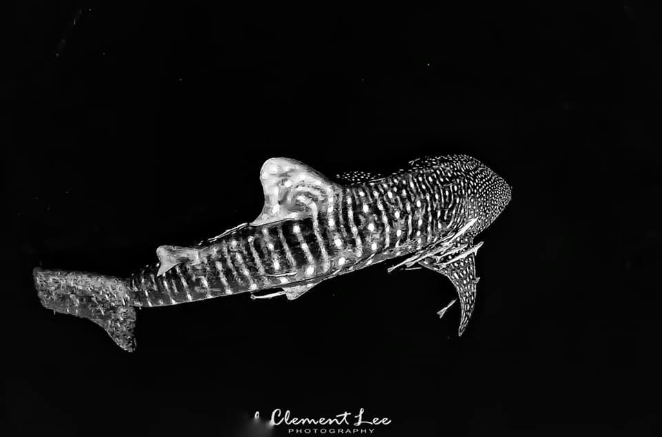 e639a453-d901-4675-952d-28bceeaf7f5c