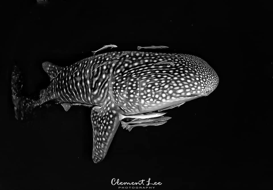 e639a453-d901-4675-952d-28bceeaf7f5c