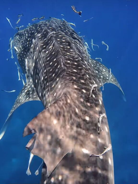 f22c0c79-63b0-4039-9f31-9d13892b902a