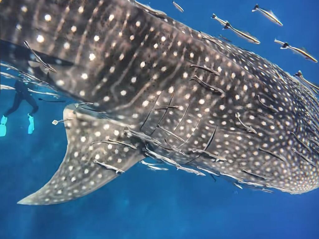 f22c0c79-63b0-4039-9f31-9d13892b902a