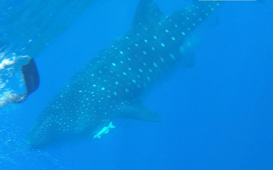 6725c55c-3113-486c-93cf-405fd1fae86b