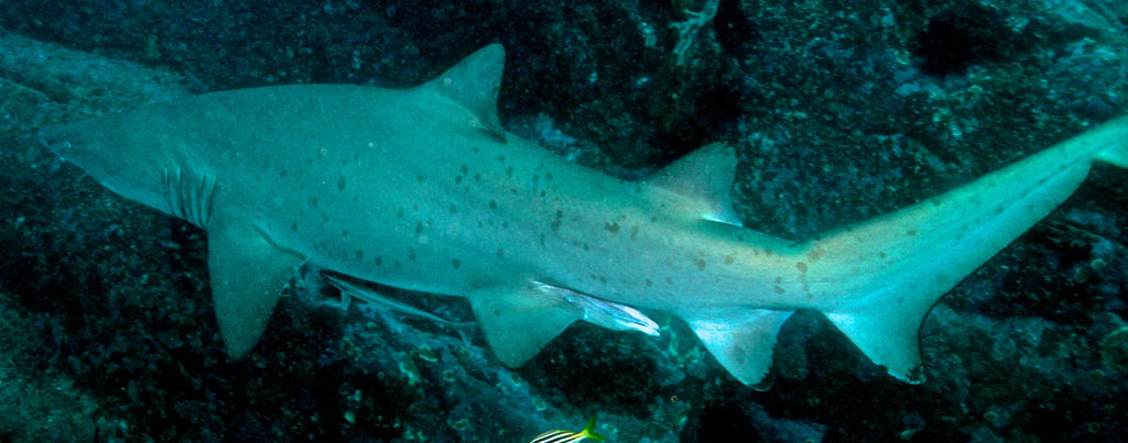 e1485bf3-41c8-42bb-8cbe-06aebc010a34