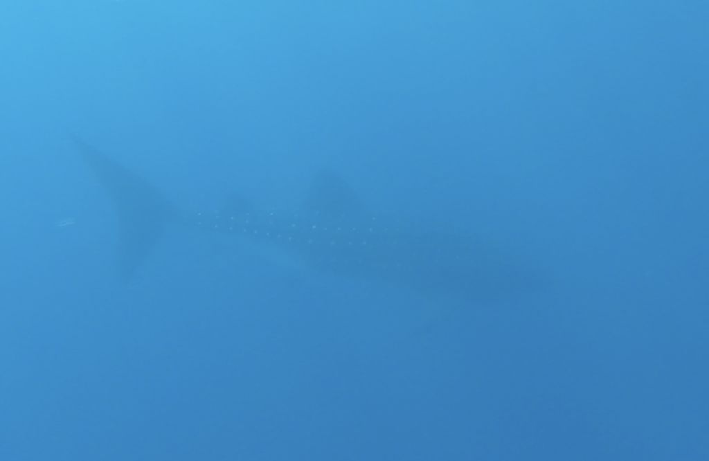 9c1f2182-b253-4fe1-b7b3-e1e3bac477b4