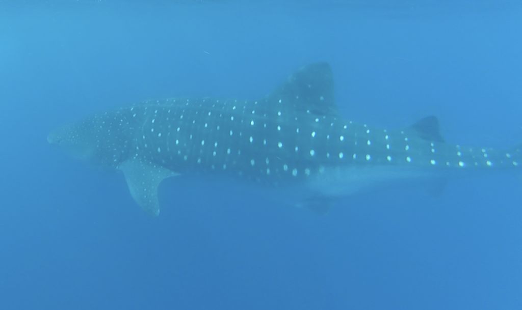 9c1f2182-b253-4fe1-b7b3-e1e3bac477b4