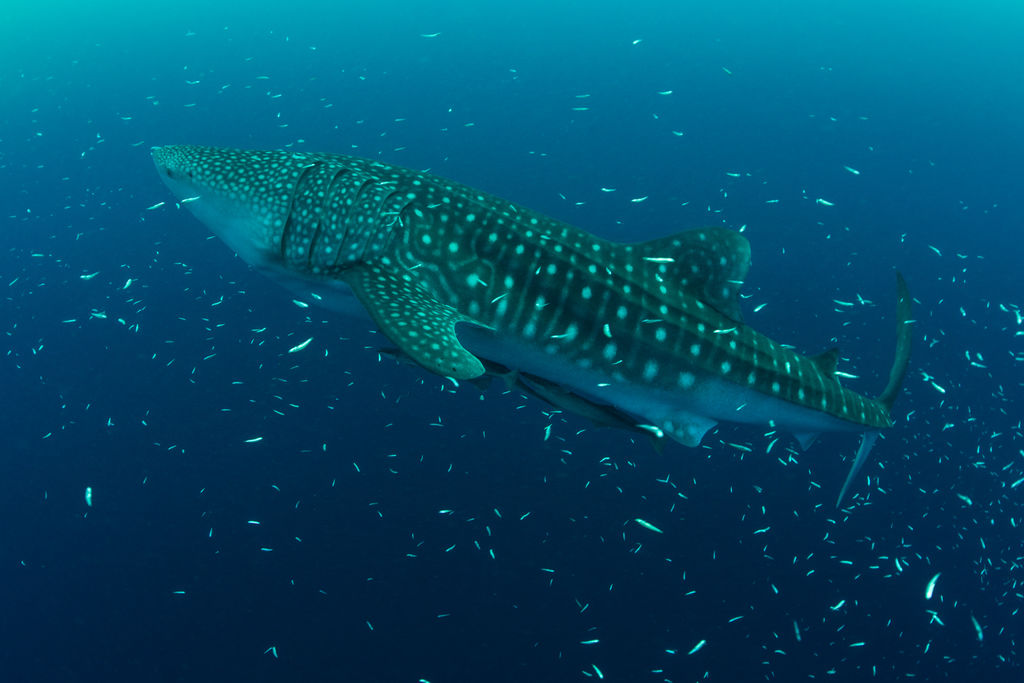 412d9317-9b05-4381-9994-a5bba8cd8420