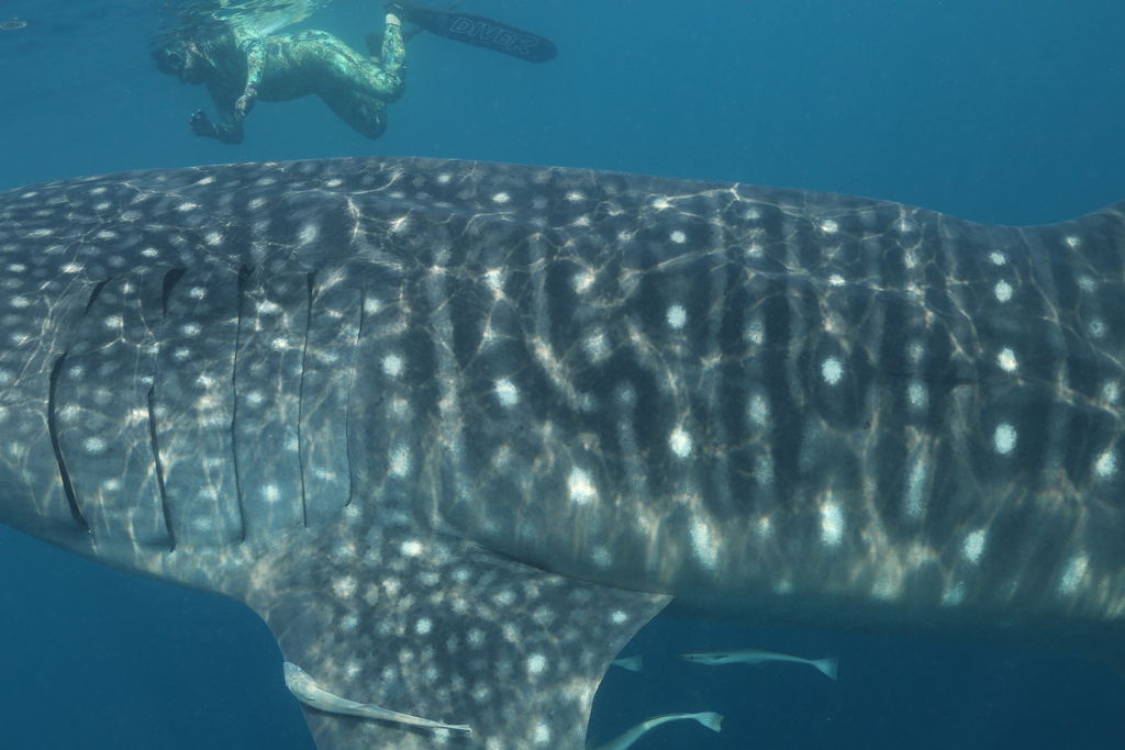 ec9ad373-cc5d-43d9-9726-360f46b8efbc