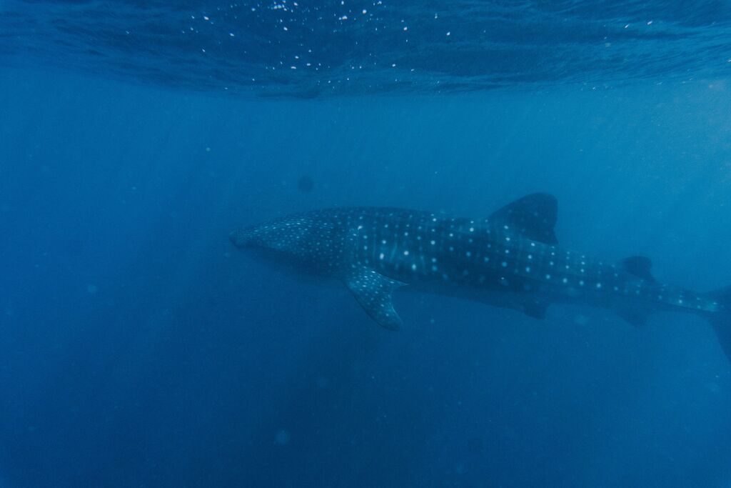 96d930fa-4e98-49b2-806a-79421b5d2d66