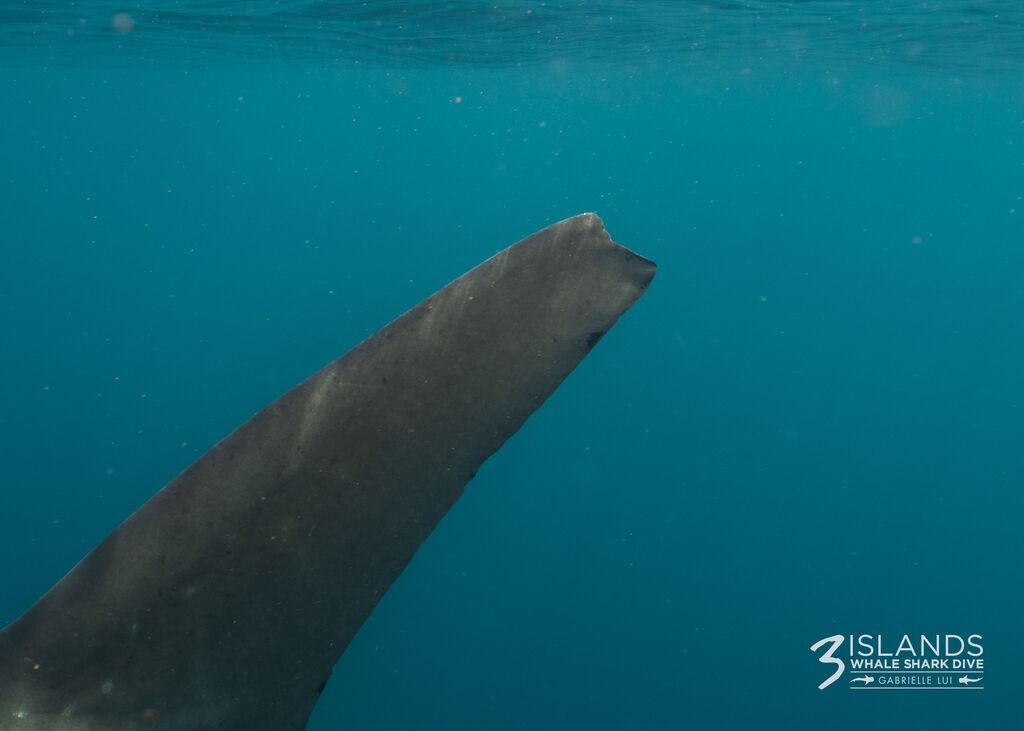 bd97bac0-d458-4f7a-bcf1-68e6f977c11b