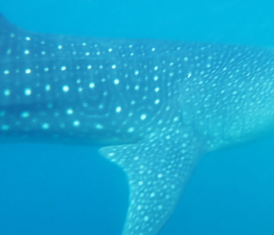 ca939e38-be58-42f0-8e9b-61ea0a624f1a