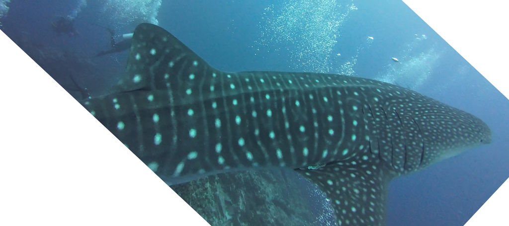 d53b4a82-08bb-4893-8d79-1f64943bfa66