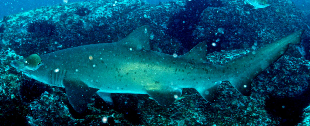 038dfc3d-d5a3-4a52-b5df-4e25e7472589