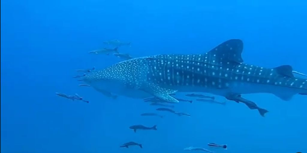 c1ccbd7e-b8ed-4cfc-a86d-014573f303c3