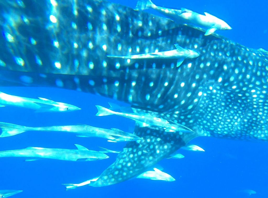 ac8c45f0-6ffd-49dc-b837-36b141996ce9