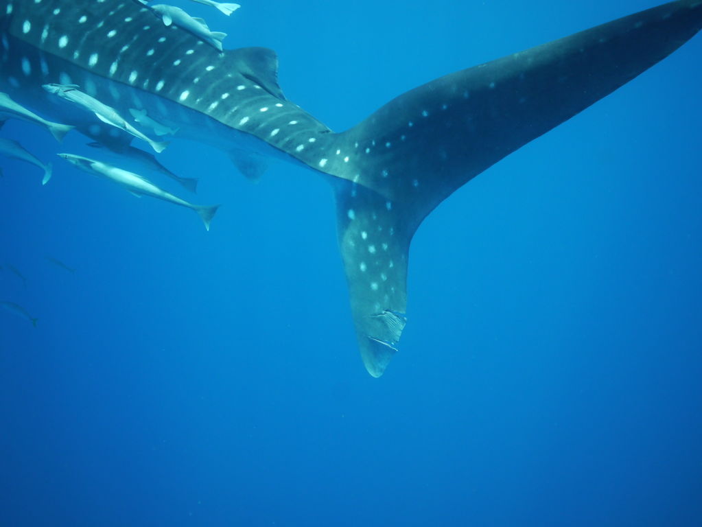 ac8c45f0-6ffd-49dc-b837-36b141996ce9