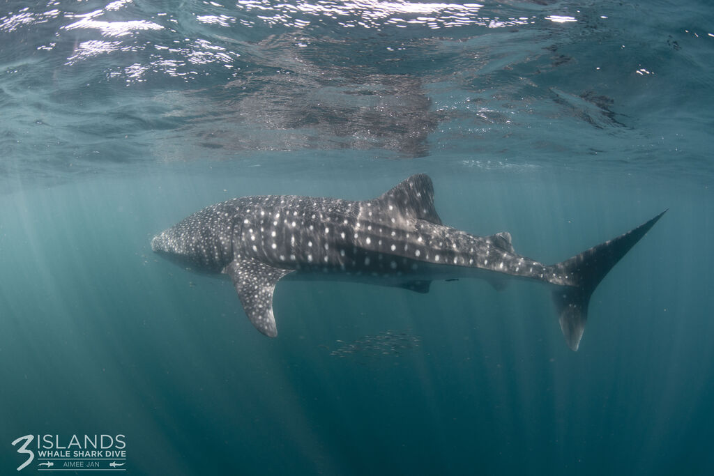 08ed7e23-6304-48d1-856e-a678efffff57