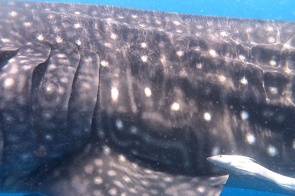 b69aab31-2a48-4dda-a49c-14f0691b3186