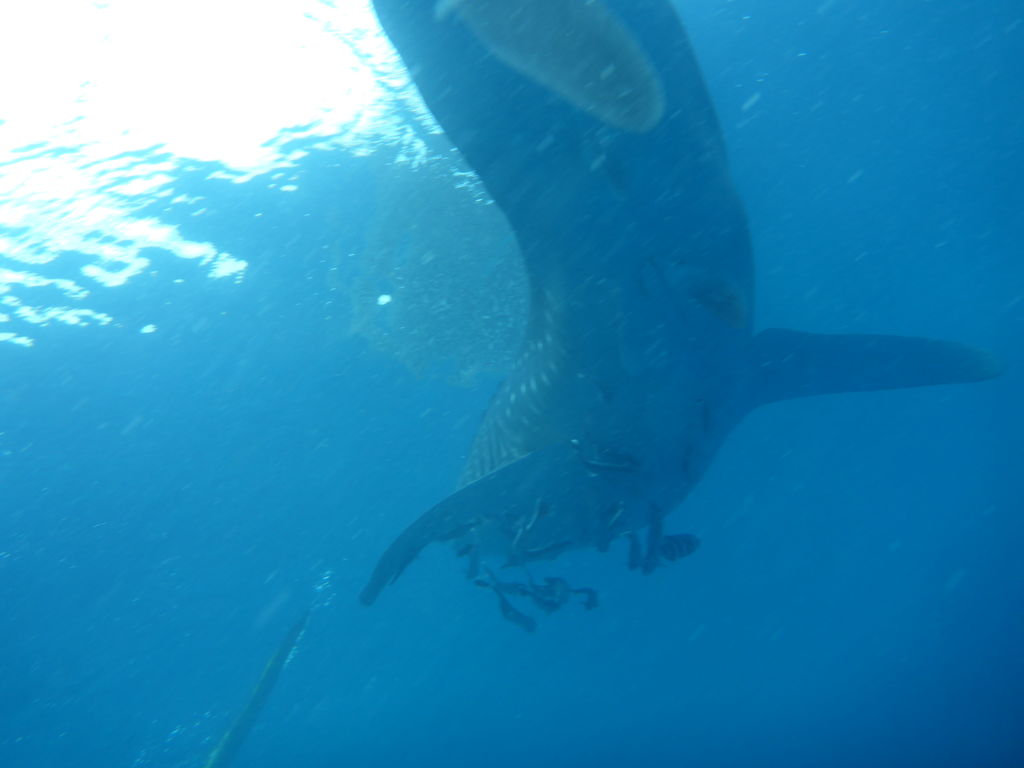 923a0678-75bf-4a48-9e6f-15f58e0fb538