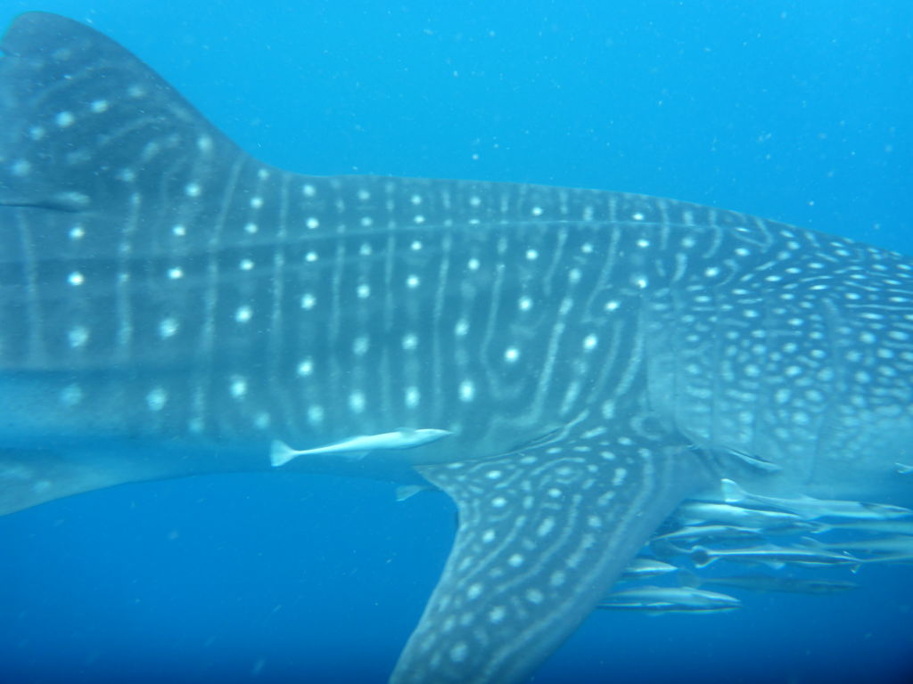 923a0678-75bf-4a48-9e6f-15f58e0fb538