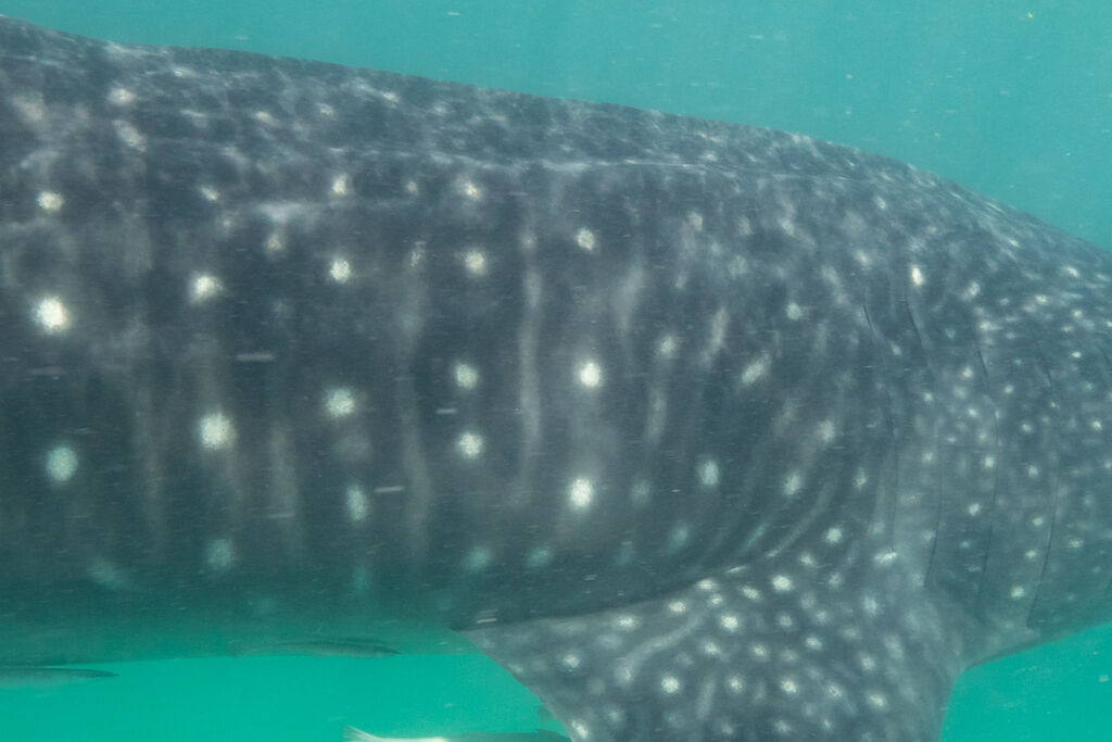 2d76ea4a-7931-418a-afcc-dbd03f8cc1e8