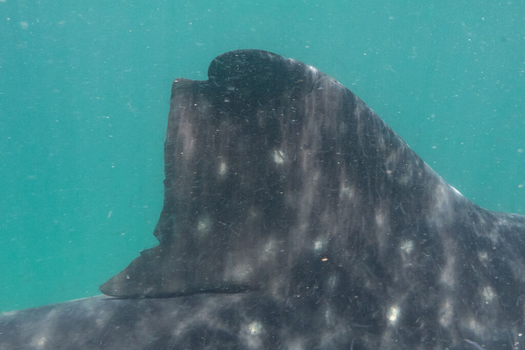 2d76ea4a-7931-418a-afcc-dbd03f8cc1e8