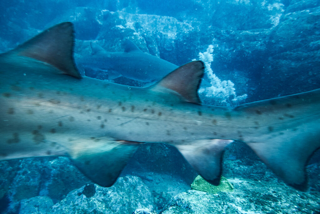 1308c348-9187-4fd0-9a03-87cb6df4e5ec