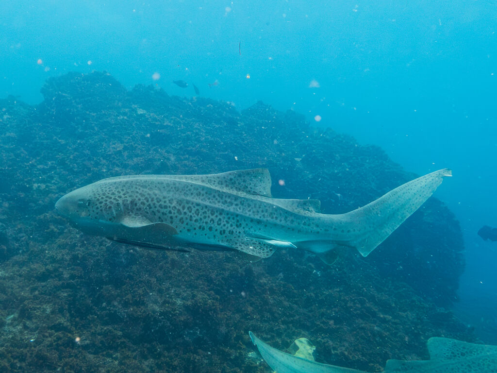 6f3f6863-d4fd-4066-acd1-c0df30963788