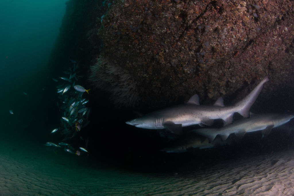 00f35fac-858f-4621-9f60-14c90b62ec8e