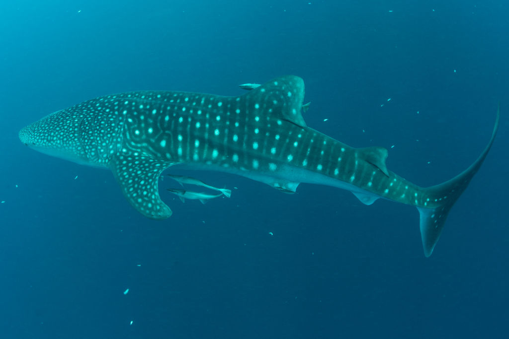 412d9317-9b05-4381-9994-a5bba8cd8420