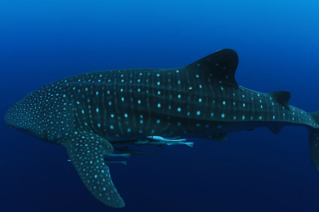 755da672-6ef7-44bf-bebd-8edc141bf8d5