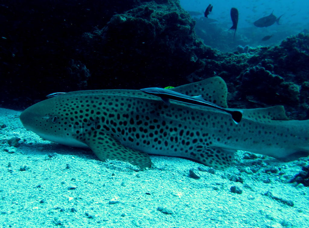 54bec2c5-de09-4fdd-8b8d-4b81e03bca58