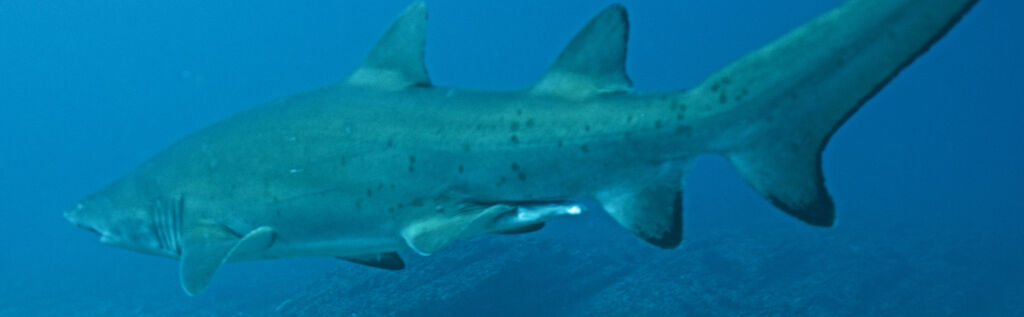 2cccbede-b444-4365-ad59-5226a639933b