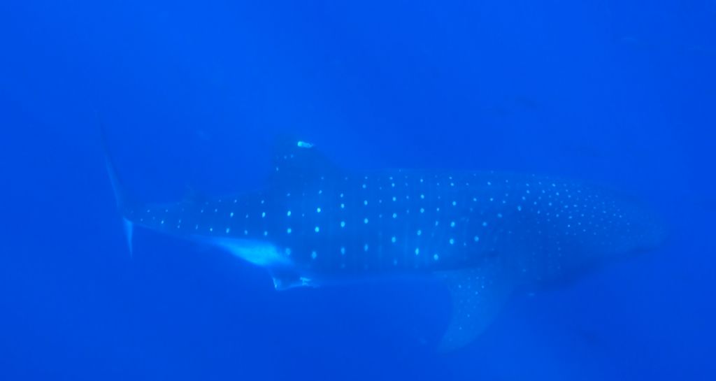 19cebef1-037e-42ed-8b88-88a3ea7dc272