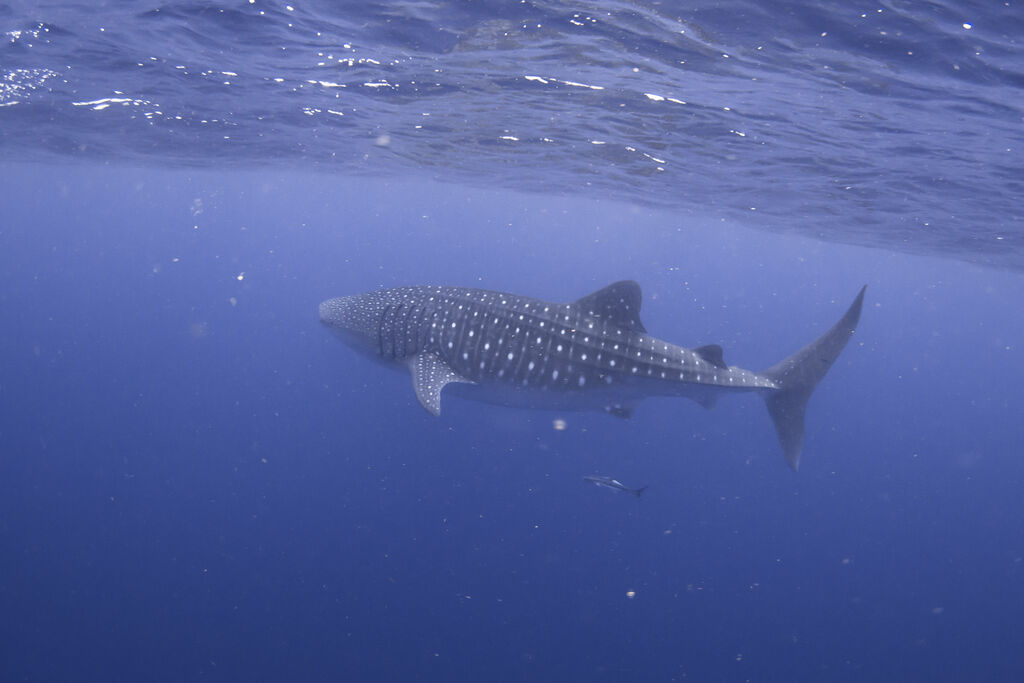 256745bc-d7cd-4bec-9600-e5fa68f1e91a