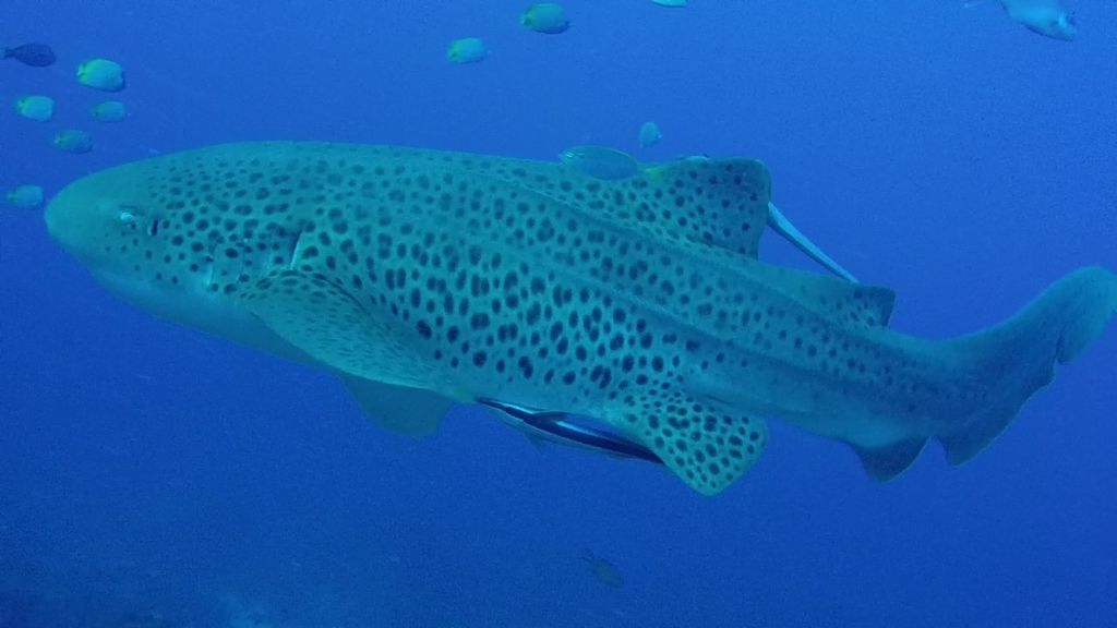 c5e40150-e285-44b7-8a96-4adc48876484