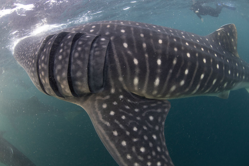 84474847-9e1a-41af-ad13-5697d59df920