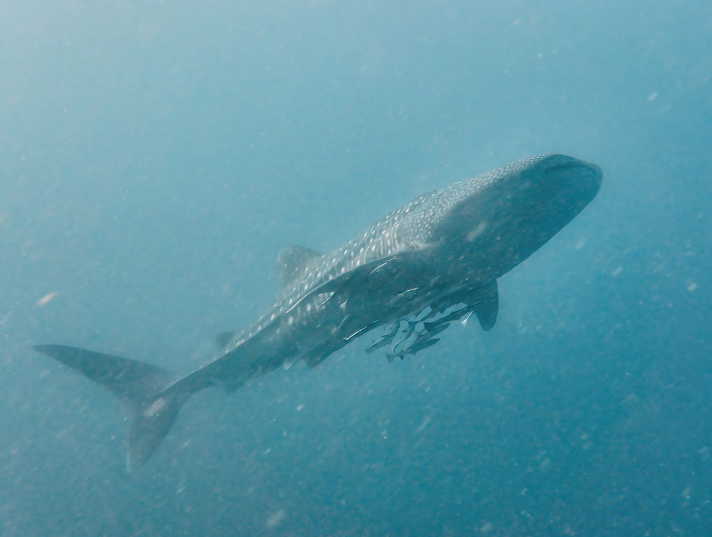 a41ec30d-76a3-4640-914e-dfadc835d4f0