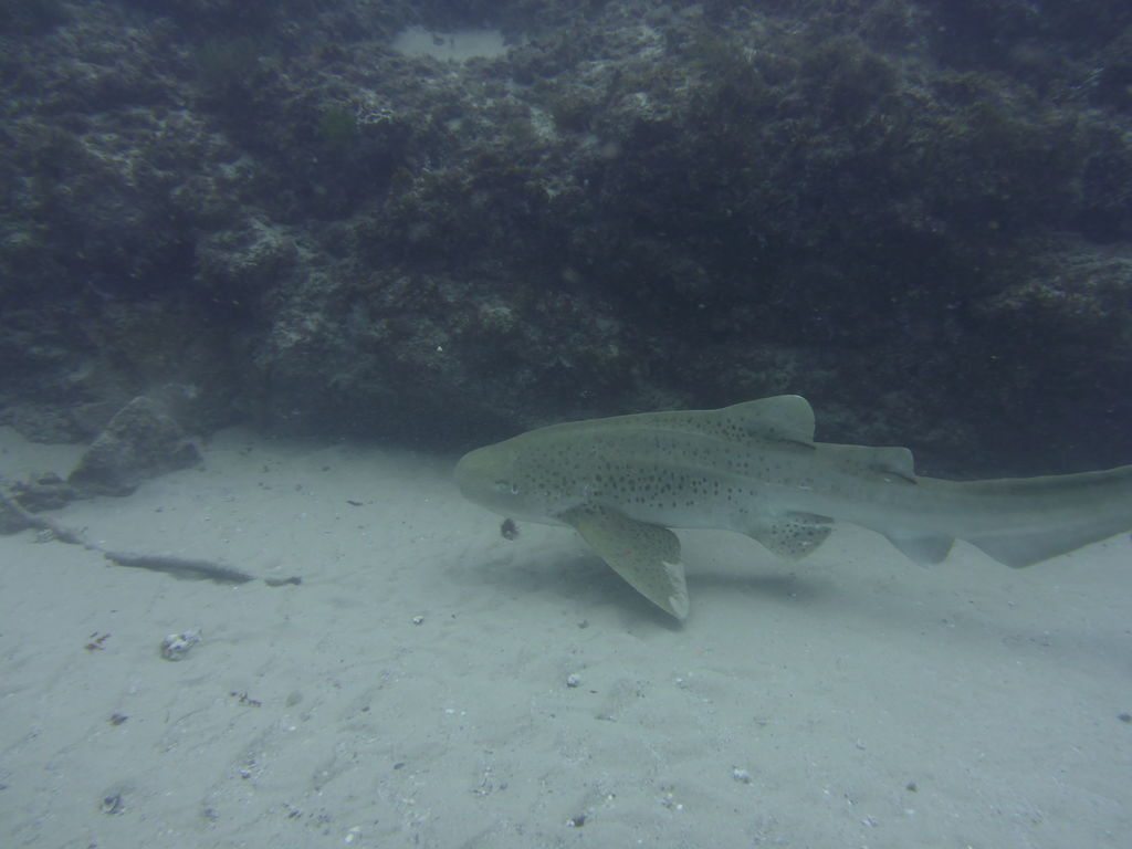 051bf21f-f854-4ad0-9110-432b8b9c0da2