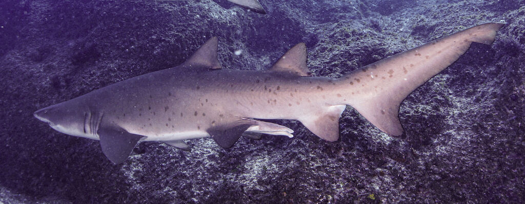 10339af1-2659-41cc-b804-397f929bfabd