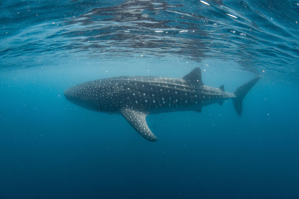 6d87c8d8-f02c-4e4a-aff5-3e94fecbea05