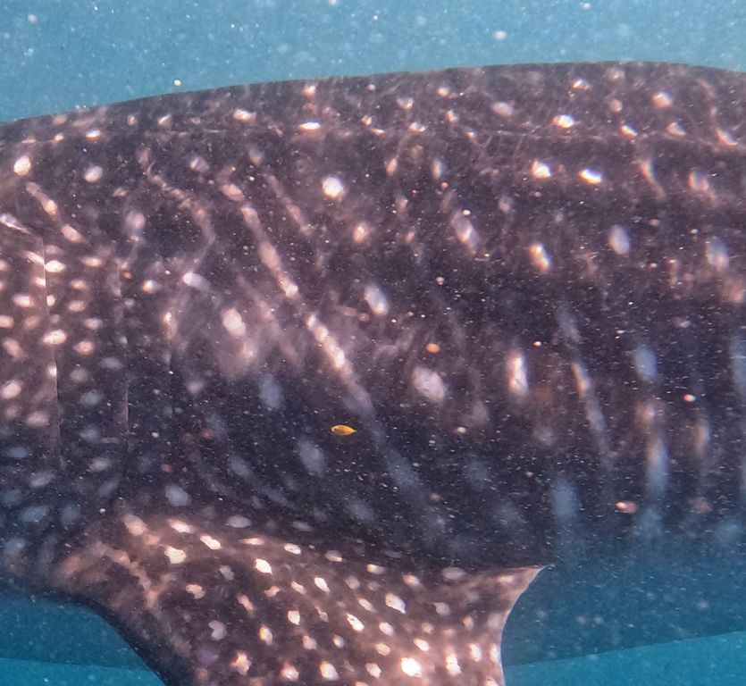 c55fbf93-d241-44c5-97cd-a50b0397bfc6