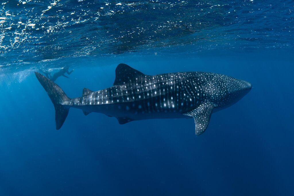 500ab122-27e3-40f1-b13e-aeb7f028019e