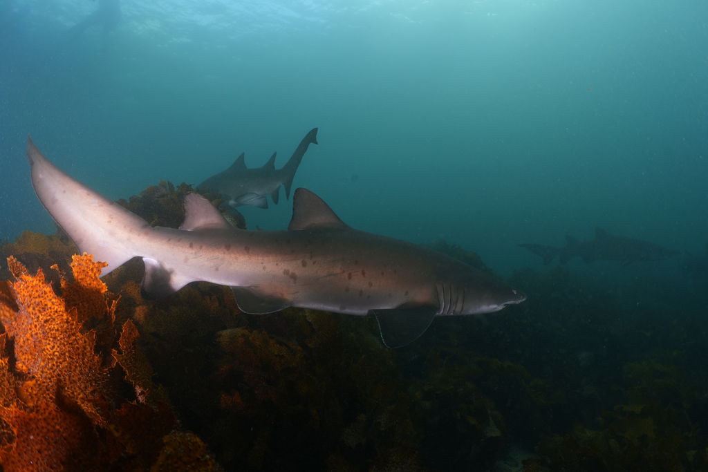 9e4ddc36-64de-4a44-af12-d5ae46377921