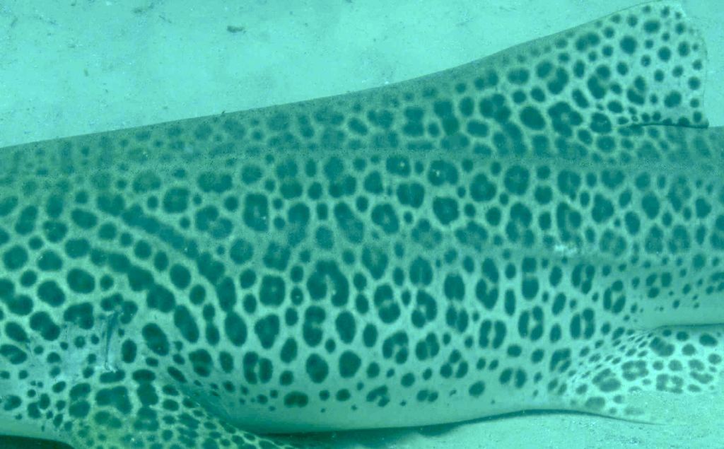 e0c7f621-cf0d-4fd0-91dc-be2f3d47ec52