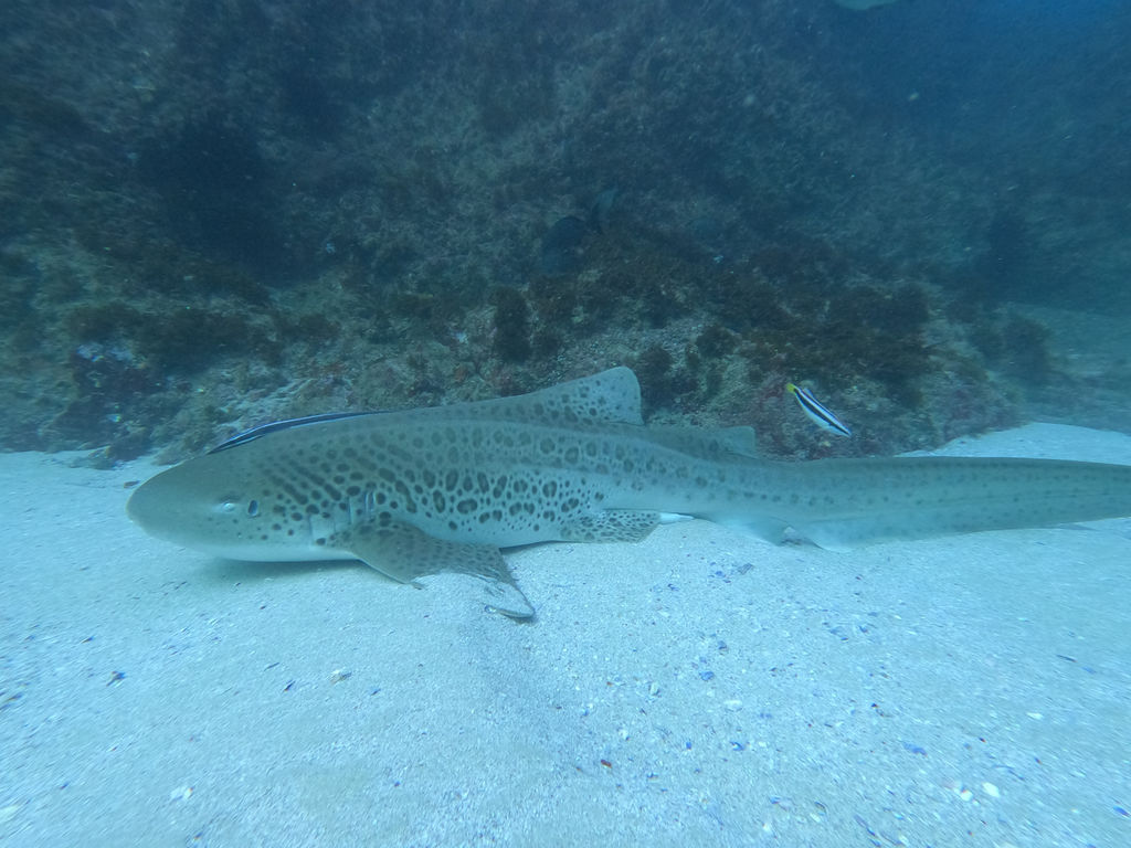 e680a062-cc1d-4e9c-9cac-cdccdec1dc9b