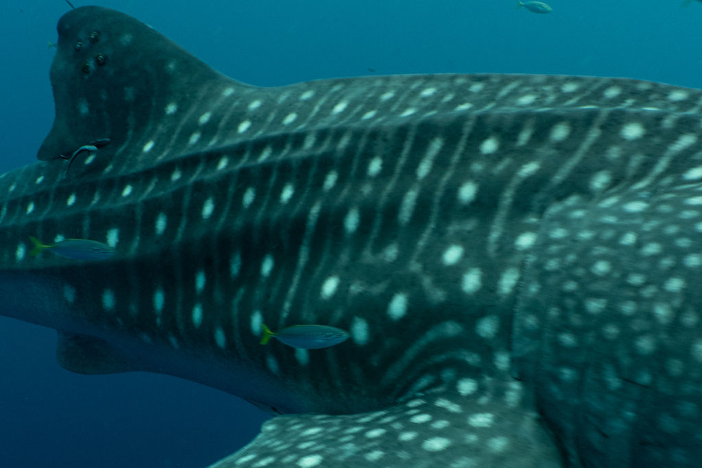 882ae398-6ea5-4705-b4f7-d7a0415df740