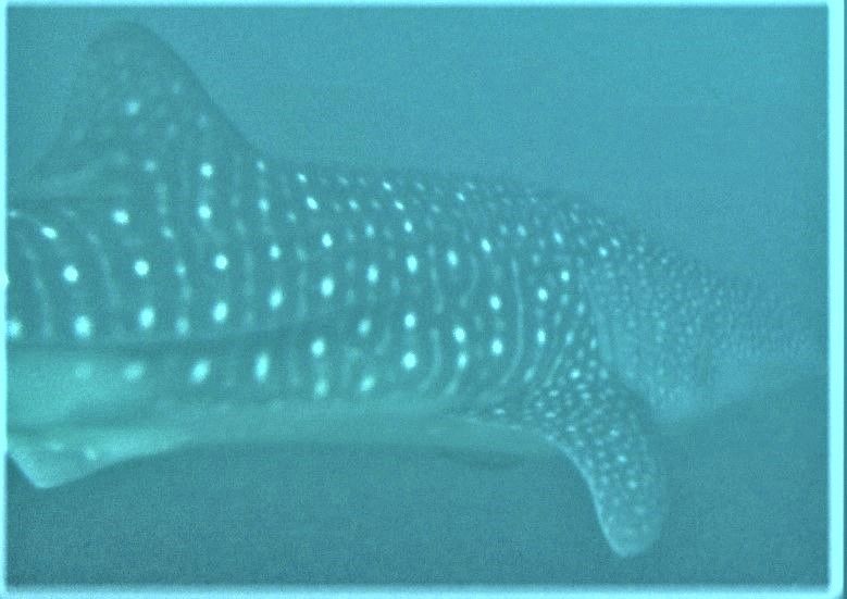 20b1f6e9-ff34-4d12-ae26-2720f3a2e619