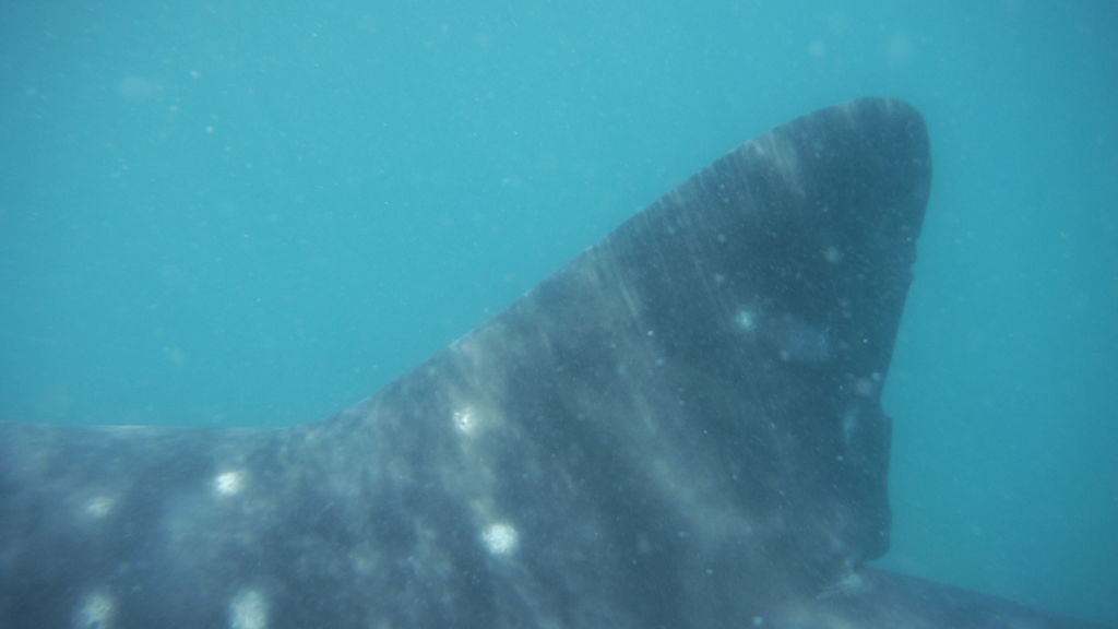 29de3339-1c95-4d72-928d-8c988e94f31c