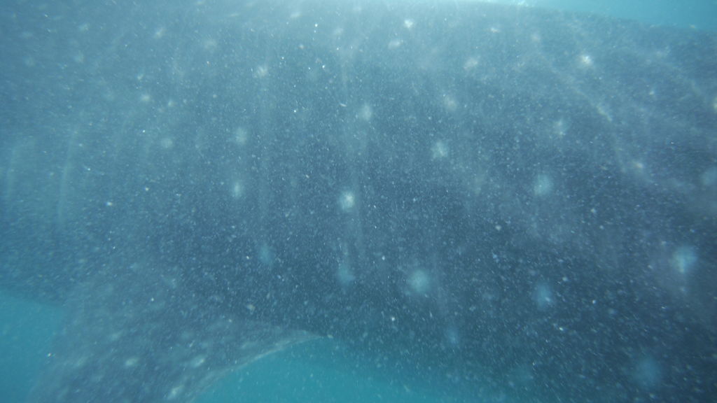 29de3339-1c95-4d72-928d-8c988e94f31c