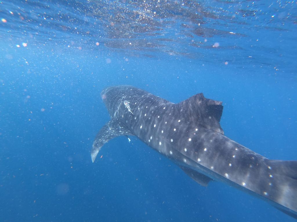 65c35677-c35e-48d3-8cb2-3b9a477ad0bd