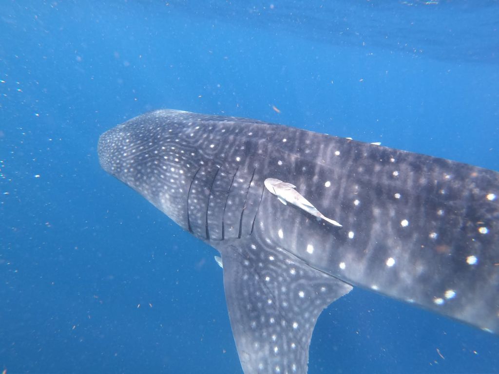 65c35677-c35e-48d3-8cb2-3b9a477ad0bd